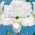 Amaryllis Akiko 30/32 (x5x1)