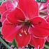 Amaryllis Magical Touch 30/32 (x5x1)