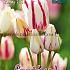 Tulips Candy Club 12/+ (x12x7)