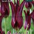 Tulips Sarah Raven 12/+ (x12x7)