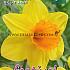 Narcissus Bright Jewel 14/16 (x8x5)