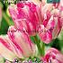 Tulips Dream Club 12/+ (x12x7)