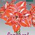 Amaryllis Sunshine Nymph 30/32 (x5x1)