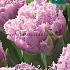 Tulips Cairns 11/+ (x12x7)