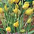 Tulips Sylvestris 5/+ (x12x10)