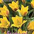 Tulips Kolpakowskiana 5/+ (x12x10)