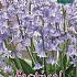 Hyacinthoides Hisp. Blue 8/10 (x12x10)