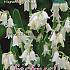 Hyacinthoides Hisp. White 8/10 (x12x10)