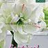 Amaryllis White Amadeus 30/32 (x5x1)