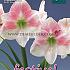 Amaryllis Rosy Star 28/30 (x5x1)