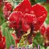 Tulips Seadov Parrot 12/+ (x12x7)