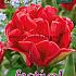 Tulips Red Foxtrot 12/+ (x12x7)