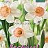 Narcissus Iwona 12/14 (x12x3)