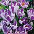 Crocus King of The Striped 9/10 (x12x10)