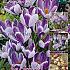 Crocus King of The Striped 8/9 (x20x25)