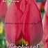 Tulips Red Paradise 12/+ (x12x7)