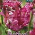 Tulips Power Parrot 12/+ (x12x7)