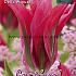 Tulips Doll's Minuet Viridiflora 12/+ (x12x7)
