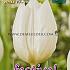 Tulips White Prince Single Early 12/+ (x12x7)