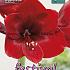 Amaryllis Premiere 30/32 (x5x1)