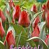 Tulips Julius Caesar 12/+ (x12x7)