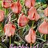 Tulips Oratorio 12/+ (x12x7)
