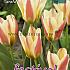 Tulips Tarafa 12/+ (x12x7)