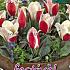 Tulips Showtime 12/+ (x12x7)