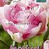 Tulips Double Shake 12/+ (x12x7)