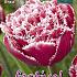 Tulips Brest 12/+ (x12x7)