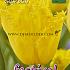 Tulips Golden State 12/+ (x12x7)