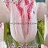 Tulips Beautytrend 12/+ (x12x7)