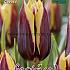 Tulips Gavota 12/+ (x12x7)