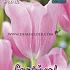 Tulips Mistress 12/+ (x12x7)