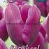 Tulips Negrita 12/+ (x12x7)