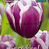 Tulips Tiramisu 12/+ (x12x7)
