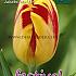 Tulips Jakoba Mulder 12/+ (x12x7)