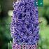 Binbox Hyacinthus Blue Jacket 18/19 (x50)