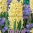 Binbox Hyacinthus Gipsy Princess 18/19 (x50)