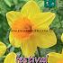 Binbox Narcissus Bright Jewel 12/14 (x50)