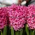 Hyacinthus Pink Pearl 17/18 (x100)