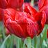 Tulipa Abba 12/+ (x250)