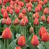 Tulipa Ad Rem 12/+ (x250)