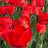 Tulipa Apeldoorn 12/+ (x250)