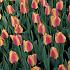 Tulipa Apeldoorn's Elite 12/+ (x250)