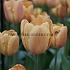 Tulipa Apricot Foxx 12/+ (x250)