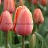 Tulipa Apricot Impression 12/+ (x250)