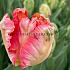 Tulipa Apricot Parrot 12/+ (x250)