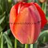 Tulipa Apricot Pride 12/+ (x250)