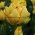 Tulipa Aquilla 12/+ (x250)